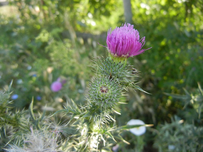 Cirsium spp._Thistle (2012, July 02) - Cirsium spp_Thistle