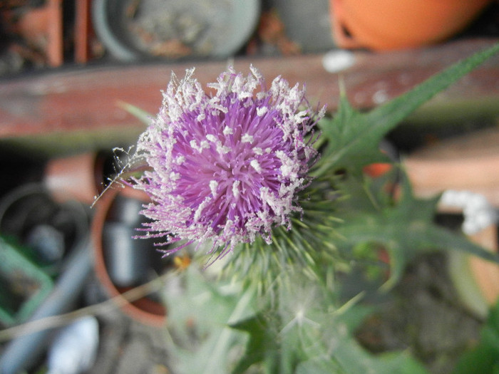 Cirsium spp._Thistle (2012, July 11)