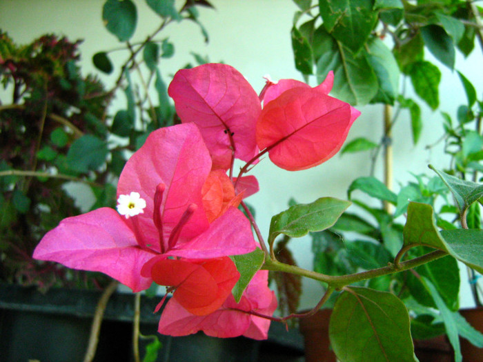 Picture 061 - 00 Flori 2012