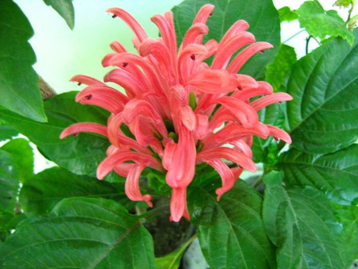 Picture 062 - 00 Flori 2012