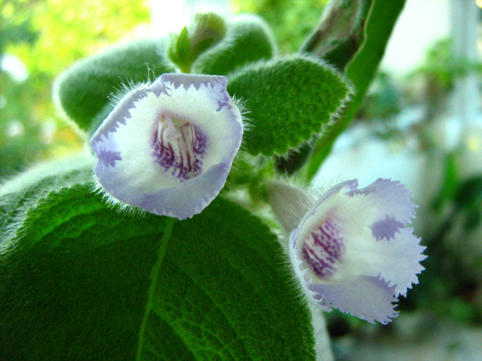Picture 068 - 00 Flori 2012