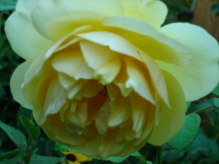 Picture 070 - 00 Flori 2012