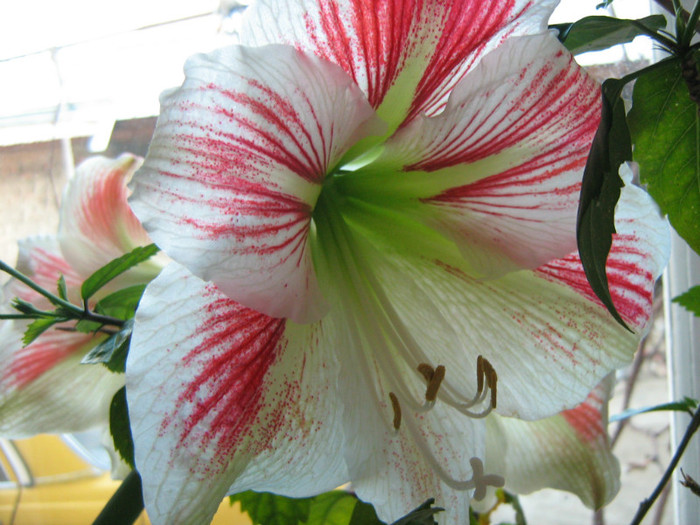 Picture 072 - 00 Flori 2012