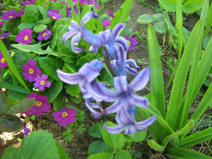 Picture 078 - 00 Flori 2012