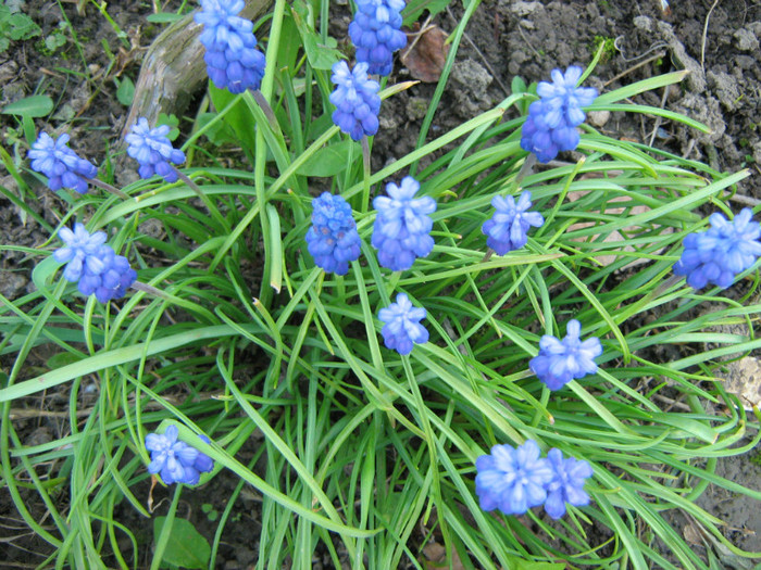Picture 083 - 00 Flori 2012