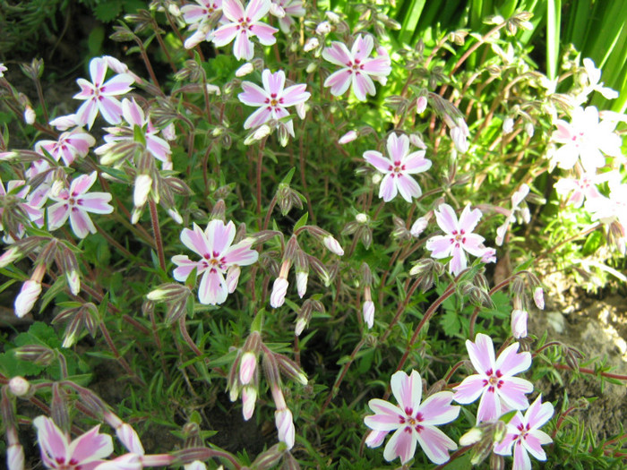 Picture 089 - 00 Flori 2012