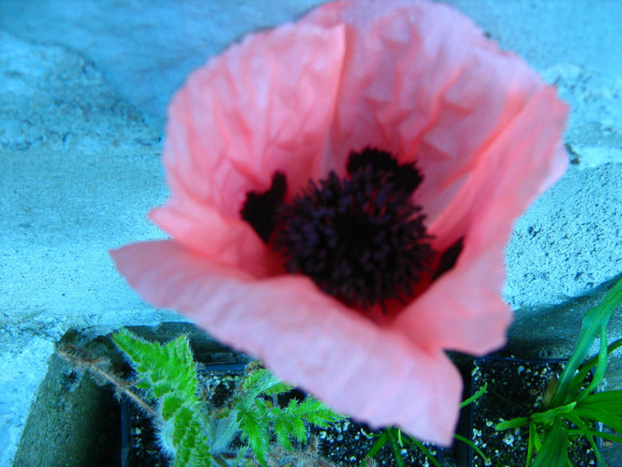 Picture 092 - 00 Flori 2012