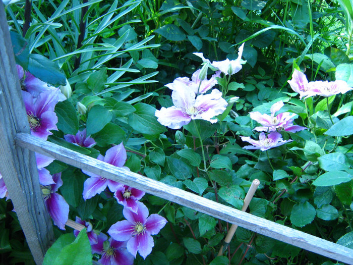 Picture 093 - 00 Flori 2012