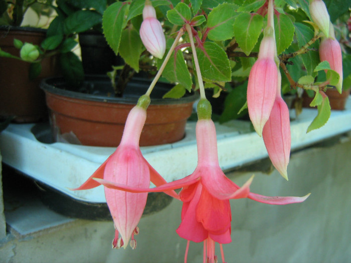 Picture 101 - 00 Flori 2012