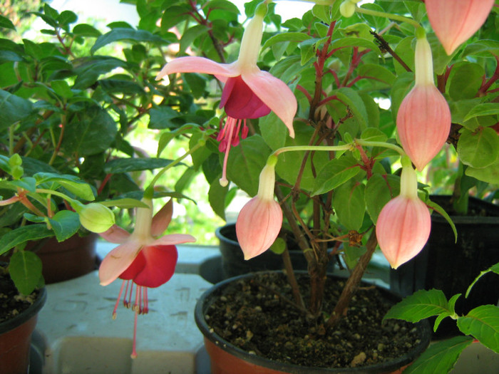 Picture 102 - 00 Flori 2012
