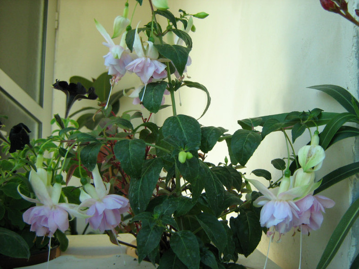 Picture 103 - 00 Flori 2012