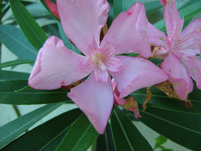Picture 105 - 00 Flori 2012