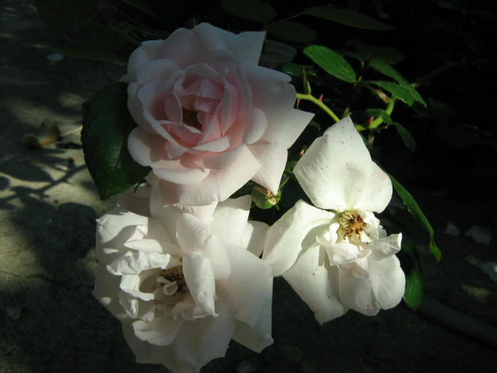 Picture 106 - 00 Flori 2012
