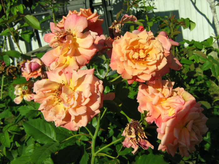 Picture 107 - 00 Flori 2012