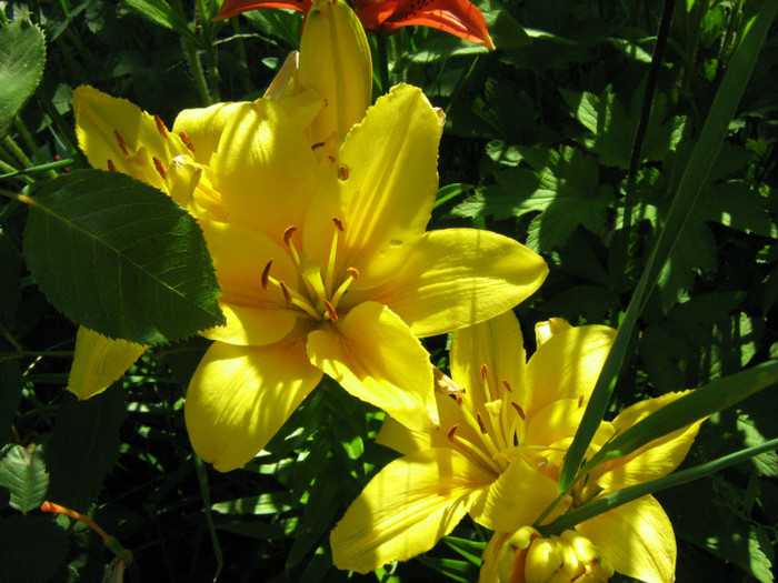 Picture 108 - 00 Flori 2012