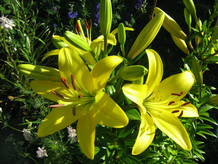 Picture 109 - 00 Flori 2012