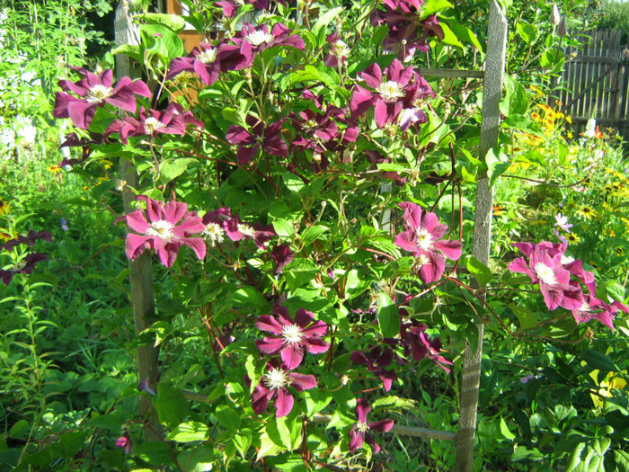 Picture 110 - 00 Flori 2012