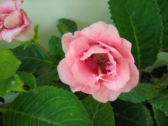 Picture 112 - 00 Flori 2012