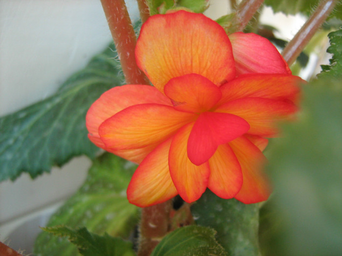 Picture 113 - 00 Flori 2012