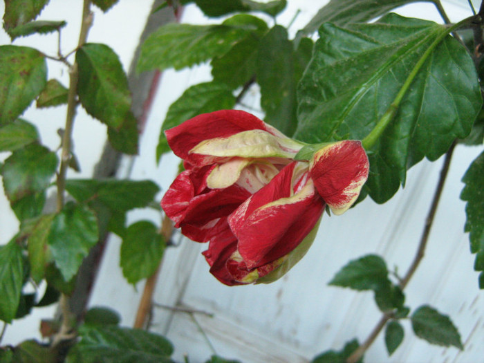 Picture 114 - 00 Flori 2012