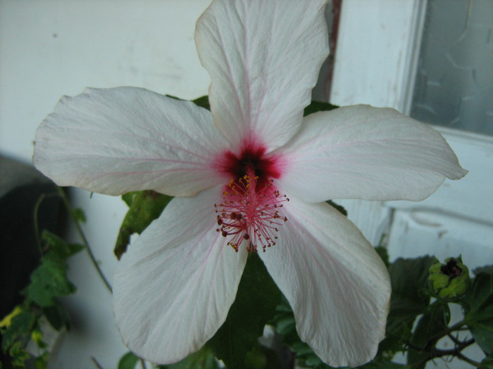 Picture 115 - 00 Flori 2012