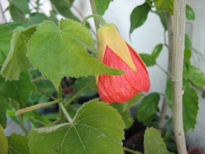 Picture 116 - 00 Flori 2012