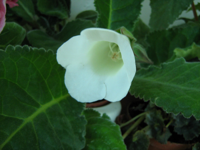 Picture 124 - 00 Flori 2012