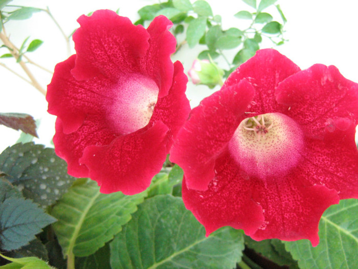Picture 125 - 00 Flori 2012