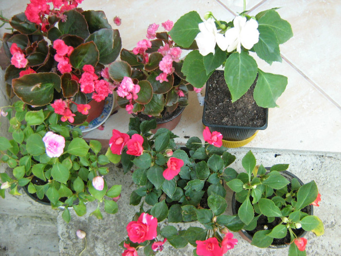 Picture 127 - 00 Flori 2012