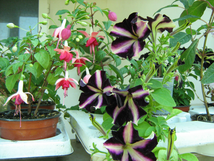 Picture 129 - 00 Flori 2012