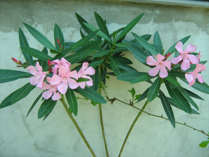 Picture 130 - 00 Flori 2012