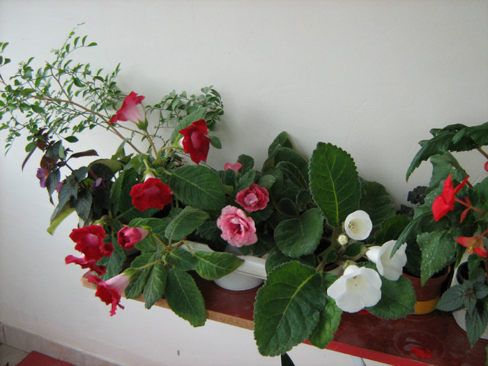 Picture 134 - 00 Flori 2012
