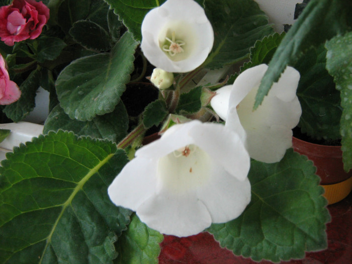 Picture 135 - 00 Flori 2012
