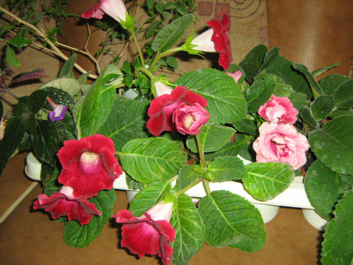 Picture 138 - 00 Flori 2012