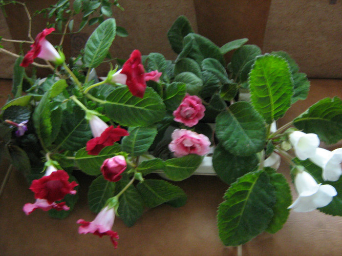 Picture 140 - 00 Flori 2012