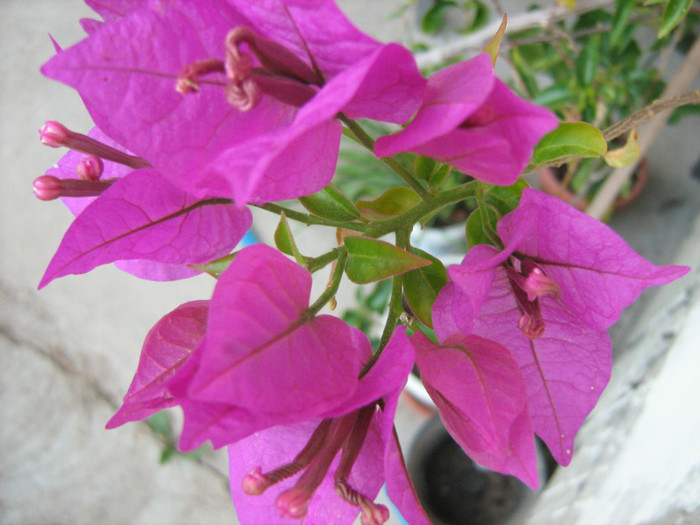 Picture 142 - 00 Flori 2012