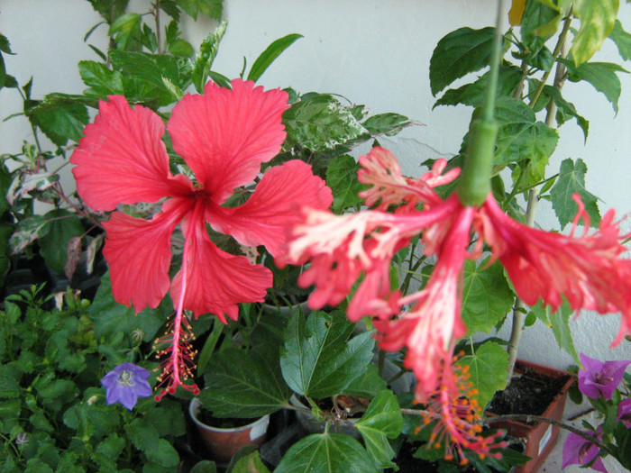 Picture 144 - 00 Flori 2012