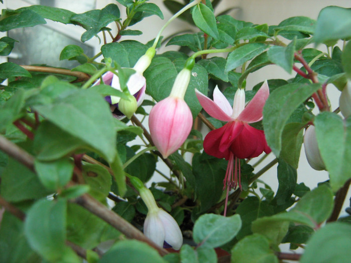 Picture 152 - 00 Flori 2012