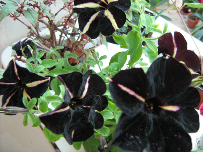 Picture 154 - 00 Flori 2012