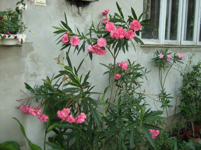 Picture 155 - 00 Flori 2012