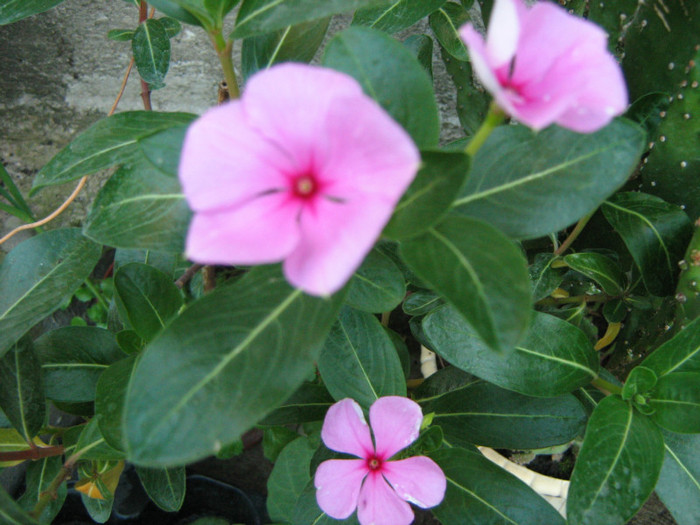 Picture 156 - 00 Flori 2012
