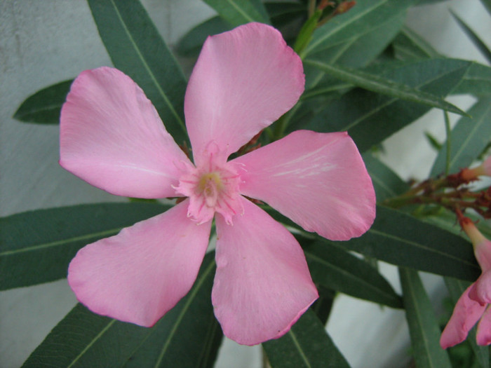 Picture 157 - 00 Flori 2012