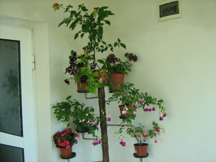 Picture 160 - 00 Flori 2012