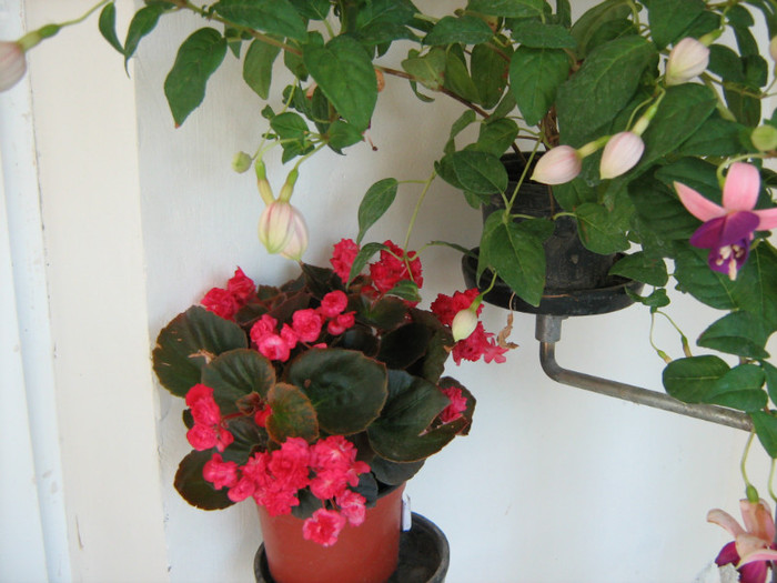 Picture 163 - 00 Flori 2012