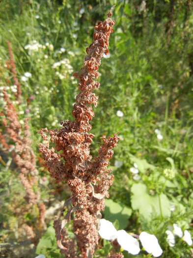 Rumex crispus (2012, July 12) - Rumex crispus_Curly Dock