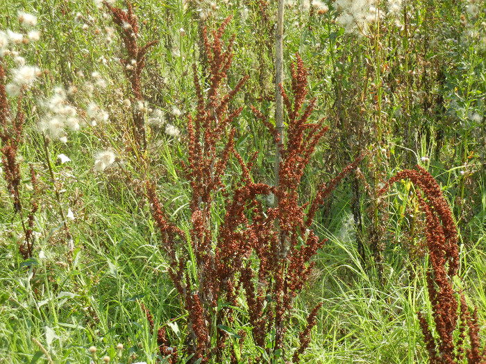 Rumex crispus (2012, July 12) - Rumex crispus_Curly Dock