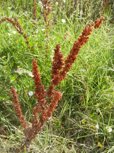 Curly Dock (2012, July 12)