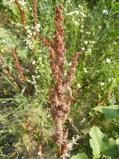 Curly Dock (2012, July 12) - Rumex crispus_Curly Dock