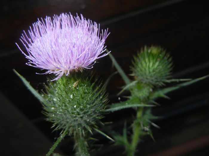 Cirsium spp. (2012, July 14) - Cirsium spp_Thistle