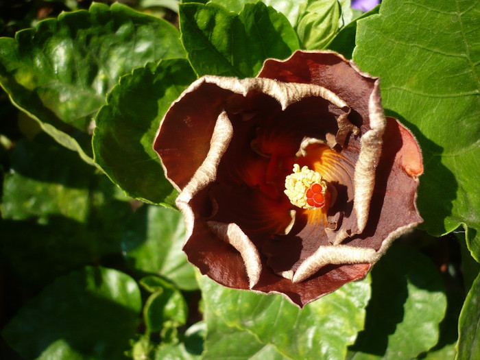 15.07.2012 - HIBISCUSI 2012-2